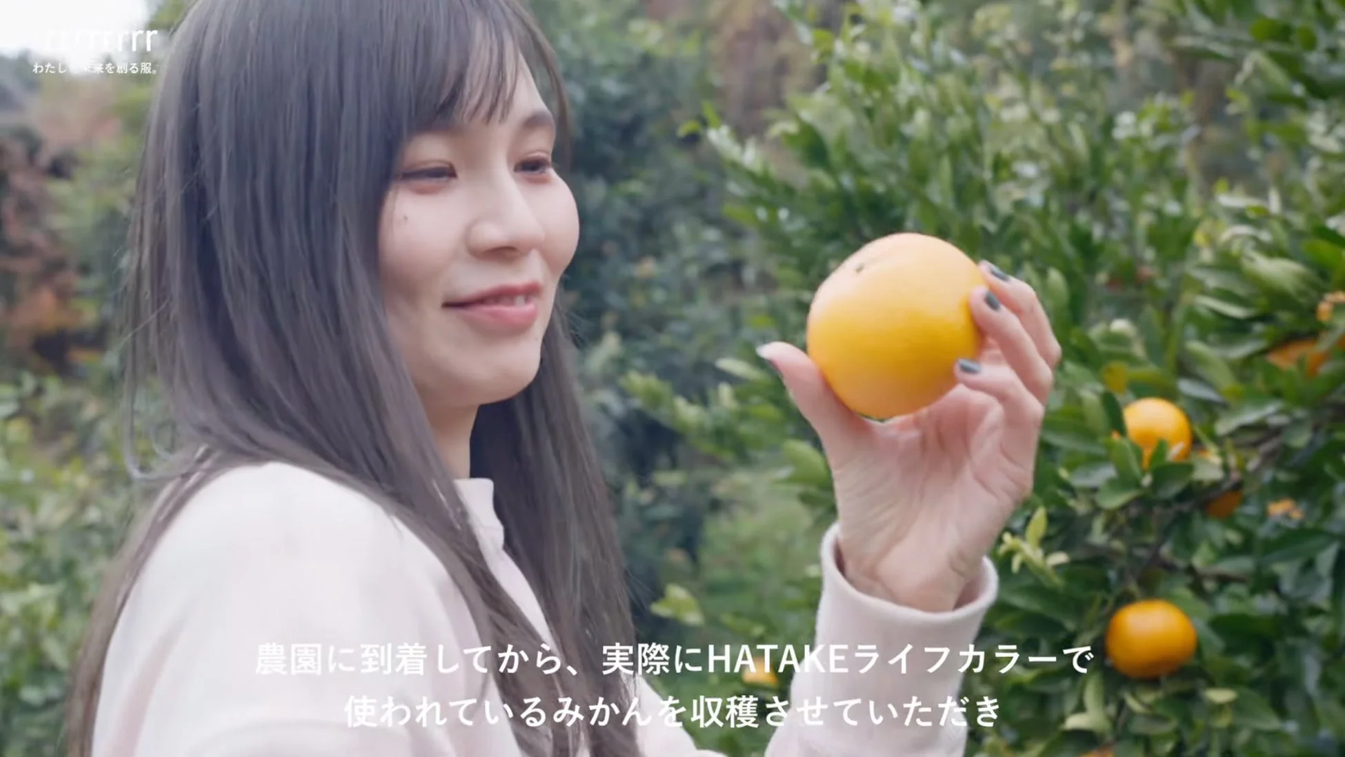 みかんを収穫する女性