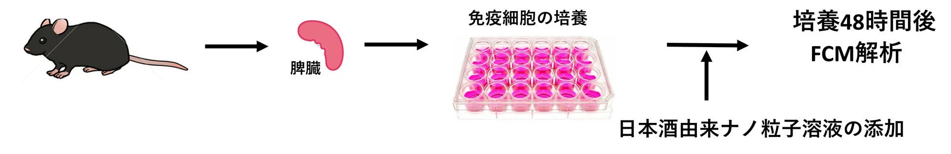免疫細胞培養の実験手順図