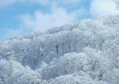 雪と霜で白く覆われた山肌の木々が広がる冬の景色