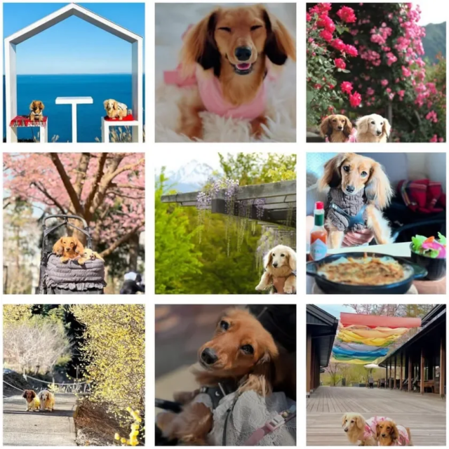 長野のペットツーリズムを牽引する株式会社犬旅が「長野を代表する企業100選」に選出！🐶✨