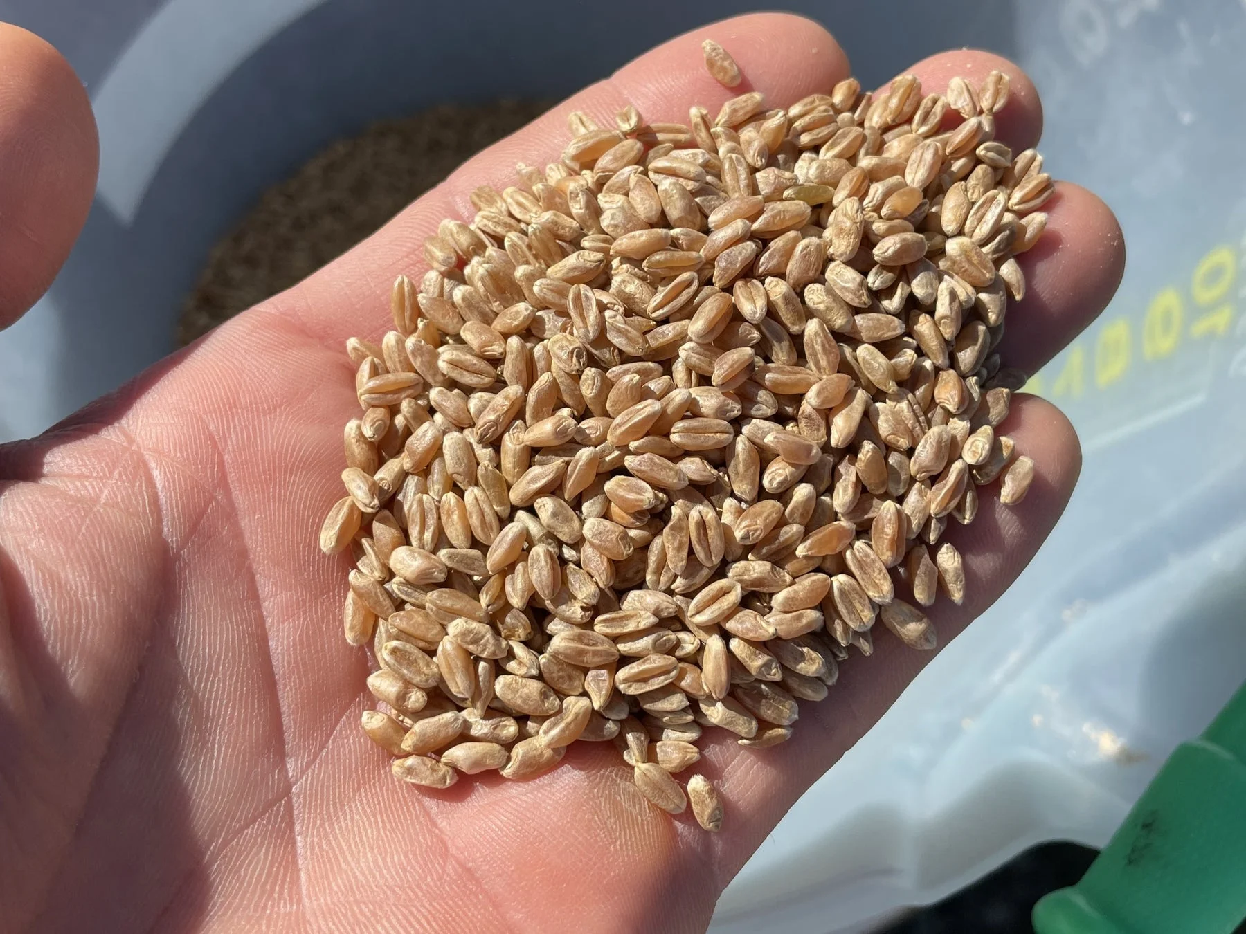 手のひらに乗せられた小麦