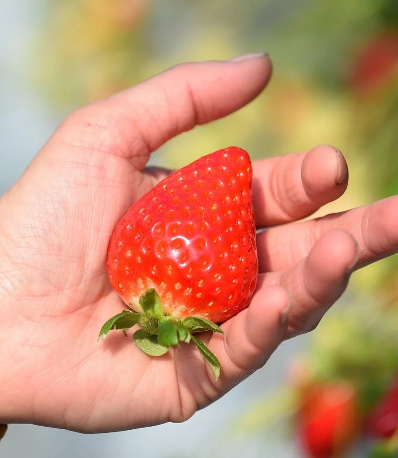 手のひらに乗せられた、鮮やかな赤色で熟したいちご