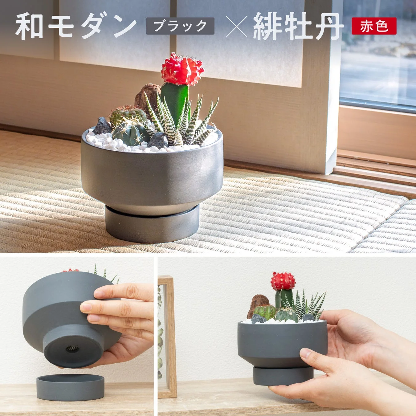 和モダンなデザインの黒い植木鉢に、緋牡丹や多肉植物が寄せ植えされています