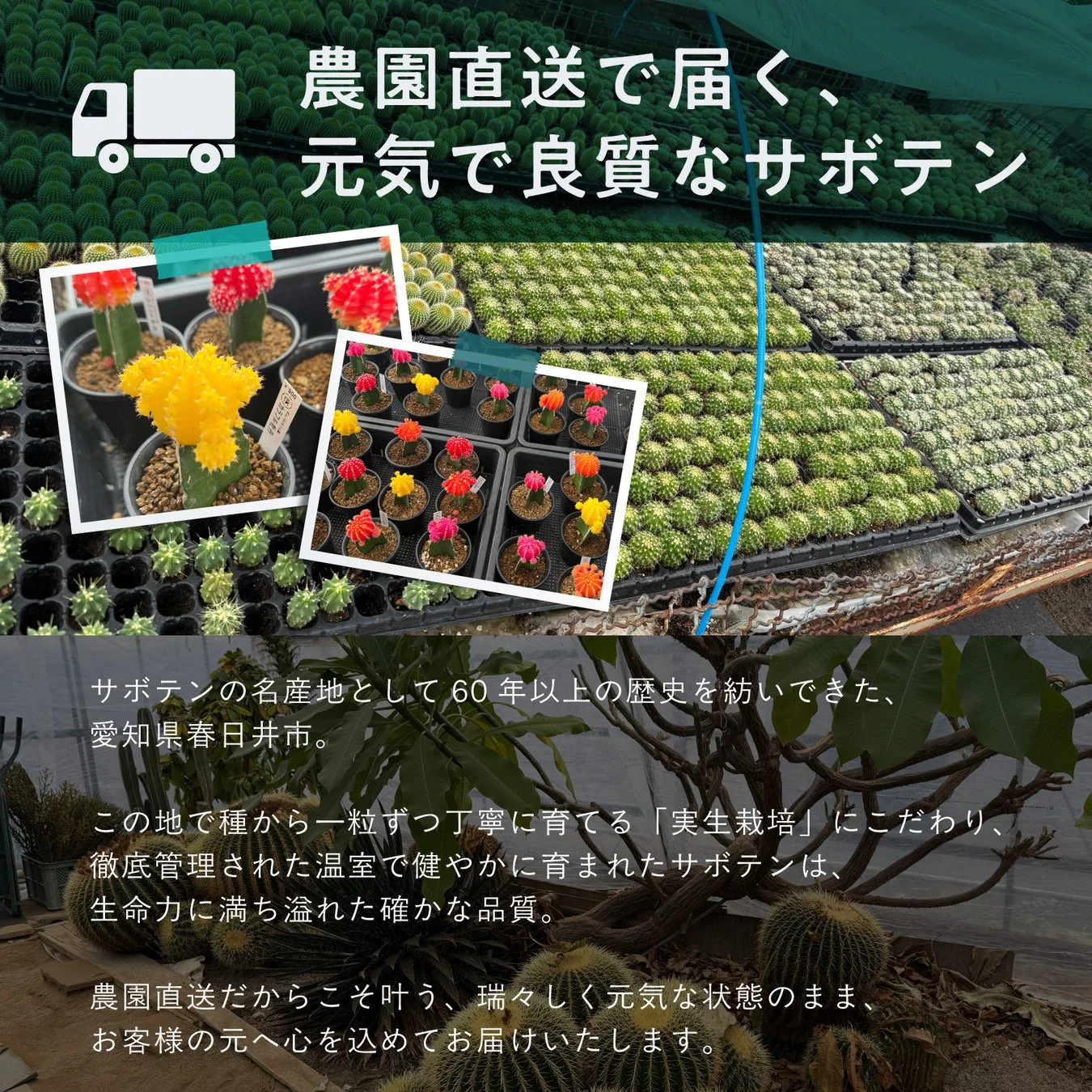 愛知県春日井市の農園から直送される、元気で良質なサボテン