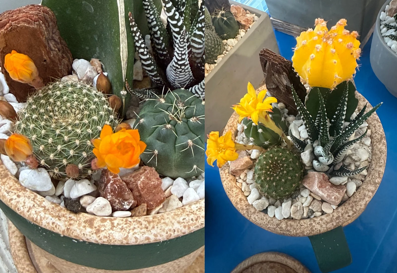 異なる種類のサボテンと多肉植物が寄せ植えされた鉢が2つ並んでいます