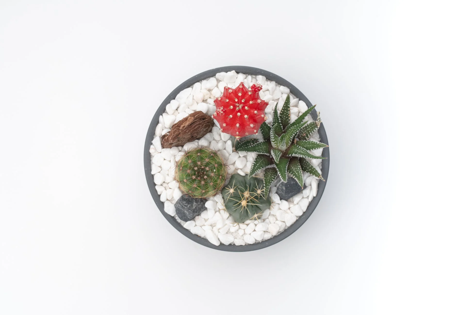 白い小石で飾られた丸い鉢に、赤や緑の様々なサボテンと多肉植物が美しく寄せ植えされている様子
