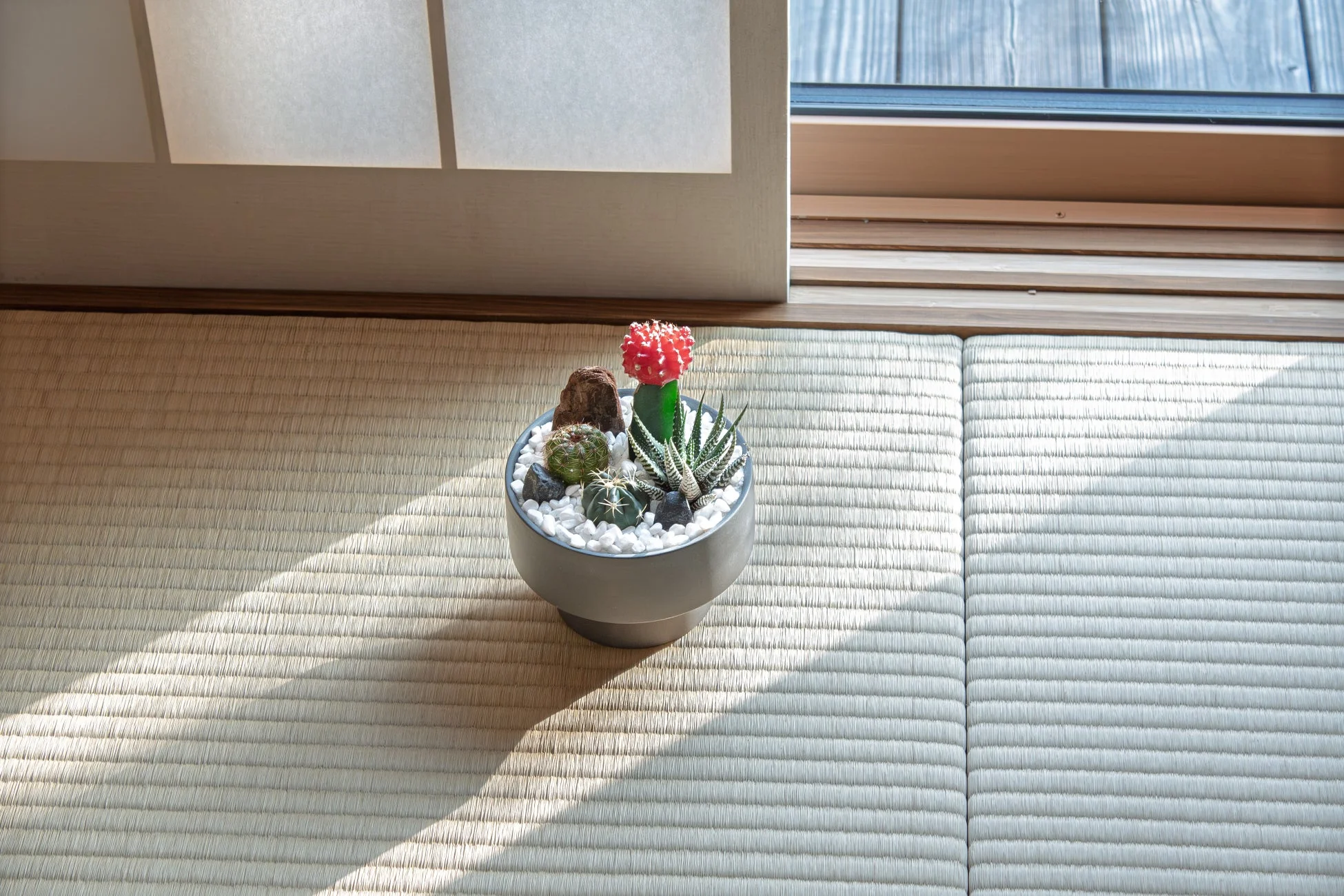 和室の畳の上に置かれた鉢植えの多肉植物とサボテン