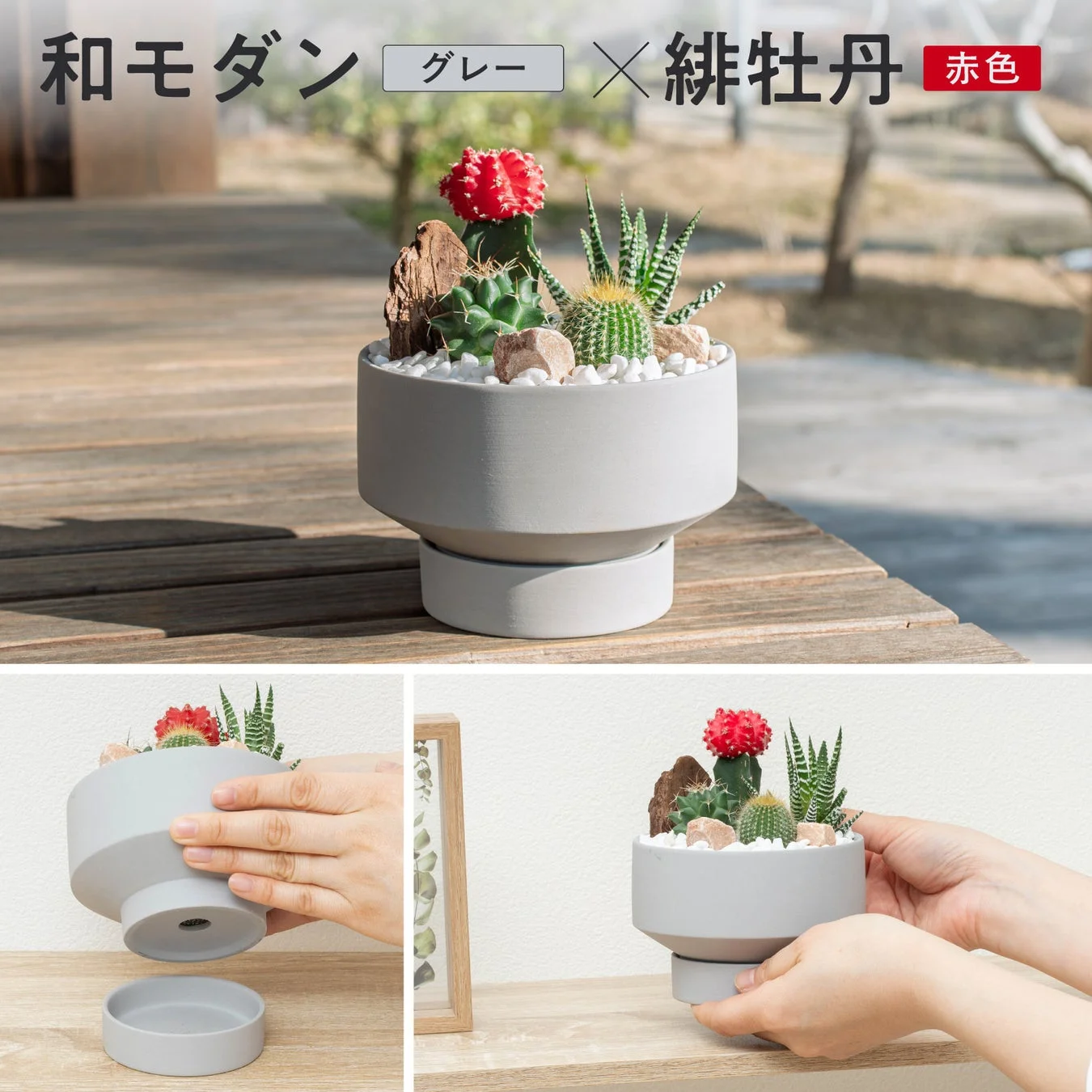 グレーのモダンな植木鉢に赤色の緋牡丹を含む多肉植物が寄せ植えされており、置いたり持ち上げたりする様子
