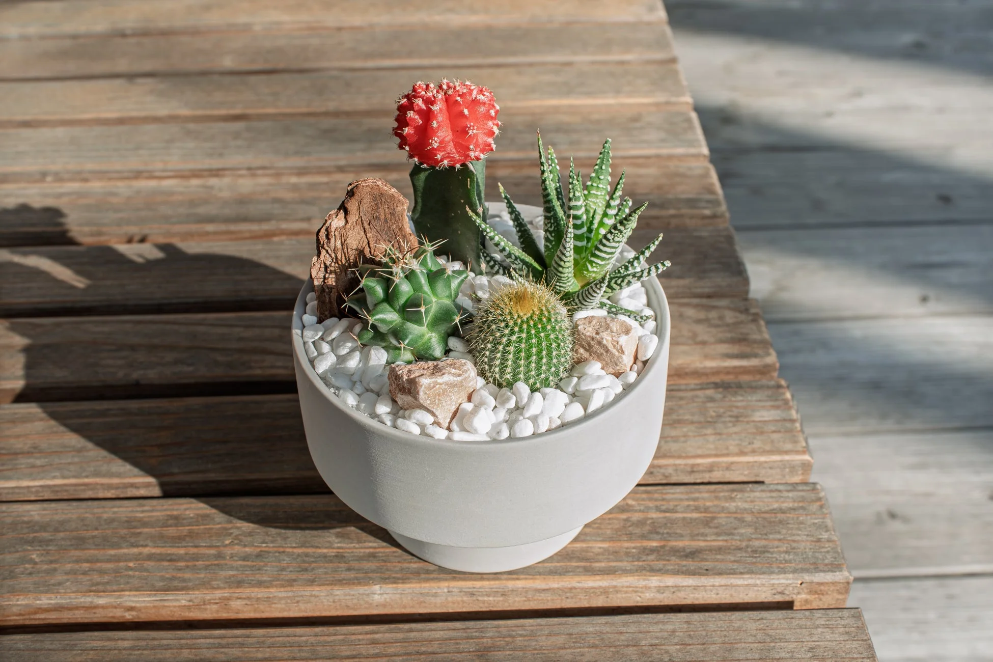 木製のテーブルに置かれた白い鉢植えのサボテンと多肉植物の寄せ植え