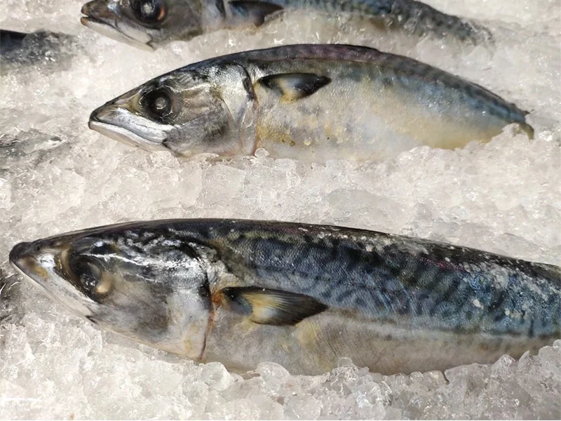 境港水揚げの新鮮なサバ