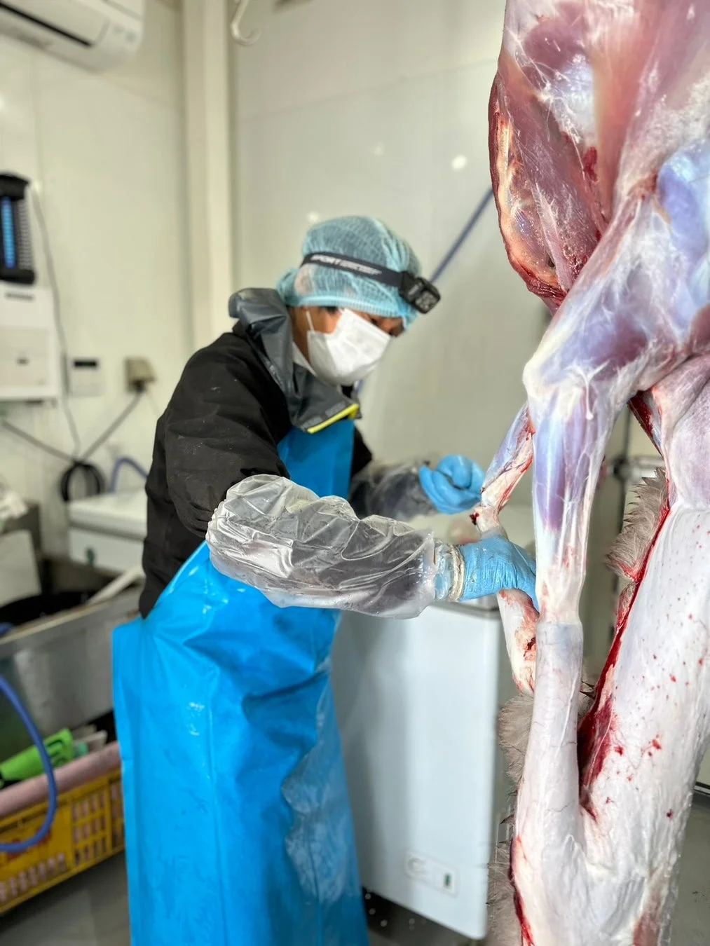食肉加工施設での作業